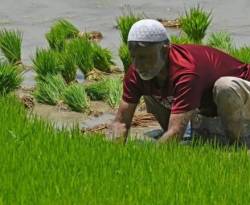 الهند تضع حداً أدنى لسعر تصدير الأرز البسمتي بعد حظر الأرز الأبيض