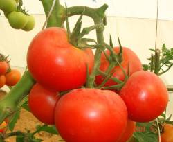 بعد كارثة حمضيات الساحل.. الصقيع يهدد البندورة ورجل أعمال موالٍ يتعهد بتسويقها إلى روسيا