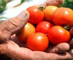 لماذا تراجعت زراعة البندورة في محافظة درعا؟