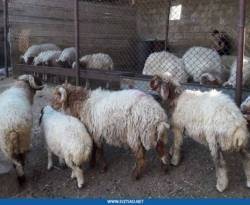 الجفاف يخفض أسعار المواشي في سوريا بنسبة 25 بالمئة