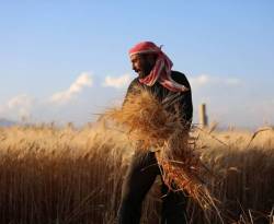 قمح درعا.. للتجار