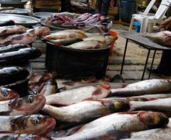 أسعار بعض أصناف السمك في سوق باب سريجة بدمشق