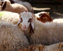 السورية للتجارة.. تبيع الخواريف، وتبدي استعدادها لذبح الأضاحي