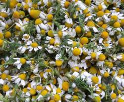 أم شرشوح الأشهر عربياً.. زراعة النباتات الطبية تستولي على ثلث أراضي ريف حمص الشمالي