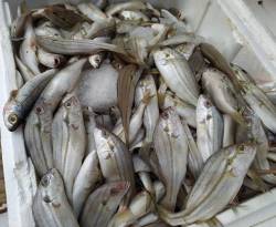 تعرّف على أسعار السمك في إدلب