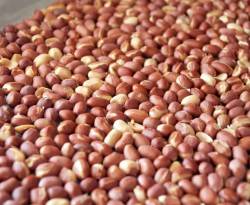 أسعار المكسرات والموالح في منطقة المزة بدمشق