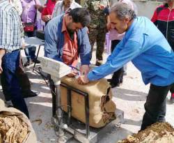 محصول التبغ في الساحل يودع الموسم.. والقدر يقف بوجه 