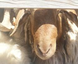 موقع موالٍ يتهم جهات لبنانية عليا بتهريب الأغنام السورية إلى الخليج