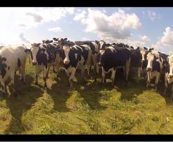 أما آن للأبقار الهولندية أن تصل..؟!