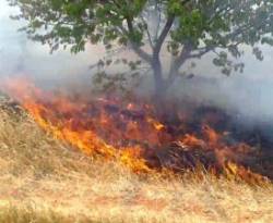 النظام السوري يدق ناقوس الخطر الزراعي والغذائي
