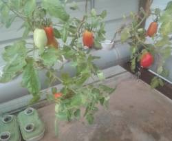 لاجئ سوري ينشئ مشروعاً للزراعات المائية في مخيم الزعتري