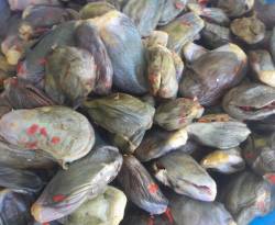 بالأرقام.. تكلفة مونة 