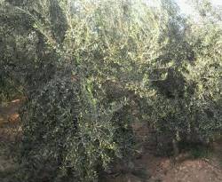 8 أضعاف عدد الأشجار في الدونم الواحد.. تجربة ناجحة للزيتون المكثف في سوريا