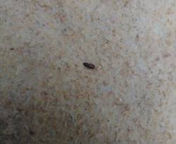 بعد أن اجتاحته الحشرات.. حكومة النظام ترفع سعر الخبز وتعد بتحسين جودته