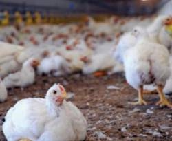 بسبب الاستثناء الممنوح لمعامل المرتديلا.. تحذير من انهيار قطاع الدواجن