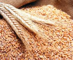 النظام يعلن الحرب للحصول على القمح من الفلاحين.. فماذا عن المعارضة..؟