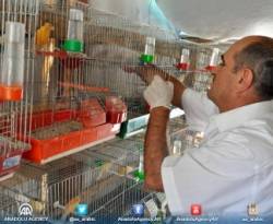 لاجئ سوري يتقاسم خيمته مع عصافيره