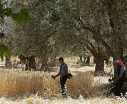 تقرير أممي: سوريا تشهد نمواً في المحاصيل عام 2019