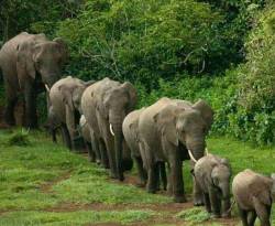 موالون ينشرون صوراً ساخرة على خلفية ملف 