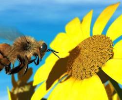 النظام يحمّل الثورة مسؤولية توقف مشروع تحسين وتأهيل سلالة النحل السوري