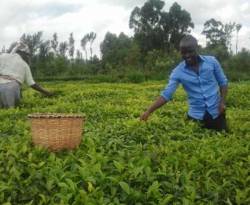 مزارعو الشاي في كينيا يهددون باقتلاع أشجاره بسبب تدني الأسعار