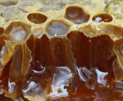 بعد تراجع إنتاجه بنسبه 80%...حكومة النظام تسمح باستيراد العسل الطبيعي