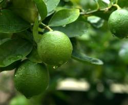 مزارعو حمضيات في الساحل ينفذون تهديداتهم لحكومة النظام بقطع أشجارهم