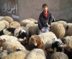 بعد الكثير من الجدل: حكومة الأسد تتريث في تصدير الأغنام لمدة شهر