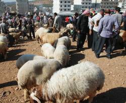 رغم الغلاء.. الأضاحي تُنشِط سوق العيد في عفرين السورية