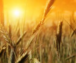 النظام يطرح مناقصة عالمية لاستيراد 200 ألف طن من القمح