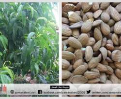 حمص.. توقعات بإنتاج 90 ألف طن من اللوز والميليشيات الطائفية تستولي على محصول 