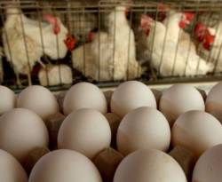 مسؤول في النظام: قد لا يبقى فروج ولا حتى بيض في سوريا