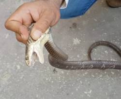 بعد الخنافس والجراد.. الأفاعي تغزو البلاد