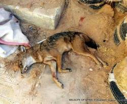 الحرائق تدفع الضباع لمهاجمة قرى الساحل