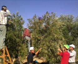 تراجع محصول الزيتون في الأردن بسبب قلة الأمطار