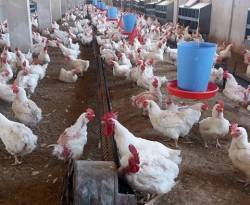 الدجاج السوري أغلى بـ 40 بالمئة من دول الجوار