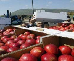 مركزي النظام يتراجع عن قرار تسبب بوقف تصدير الخضار والفواكه