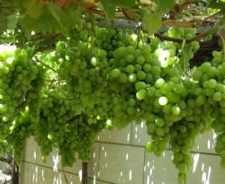 أسعار بعض السلع في ريف حماة المحرر