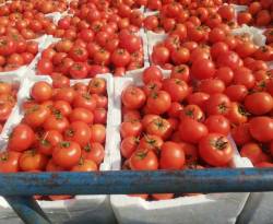 العراق يقرر وقف استيراد البندورة من سوريا