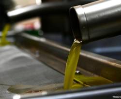 غموض يكتنف أسعار زيت الزيتون السوري