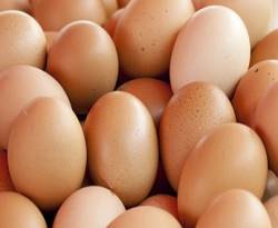 صحن البيض بـ 1000 ليرة.. والمربي لايزال خاسراً