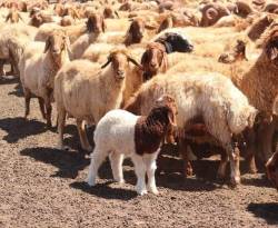 أرقام قياسية لأسعار المواشي في درعا.. ما الأسباب؟