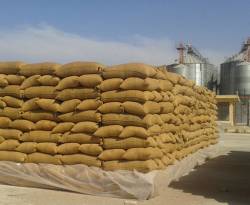 تراجع كميات القمح المسوّقة للنظام عن الموسم الماضي