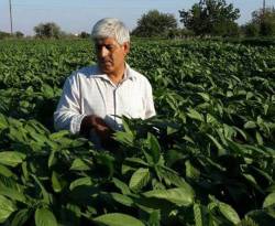 سوريّ يدخل زراعة الملوخية إلى تركيا