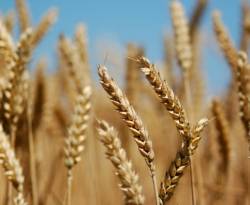 مصر تطلب شراء قمح للشحن في 21-31 أكتوبر