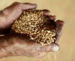 انخفاض قياسي مُرتقب في محصول القمح السوري