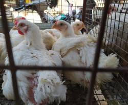 بعد وقف استيراد الفروج المجمد.. قفزة كبيرة في أسعار الفروج