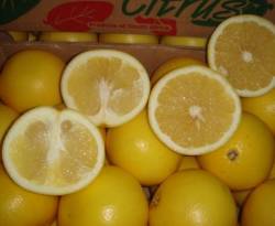 أسعار الخضروات والفواكه بسوق أشرفية صحنايا بريف دمشق