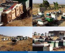 أكثر من 50%.. نسبة تراجع نشاط تربية النحل في درعا