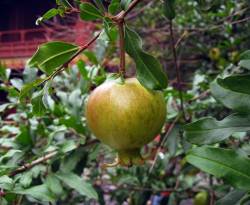 أسعار بعض السلع في درعا وريفها المحرر